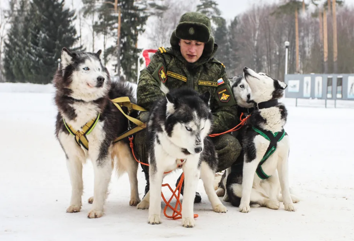 Siberian Huskies (The Russian Military Dog) 