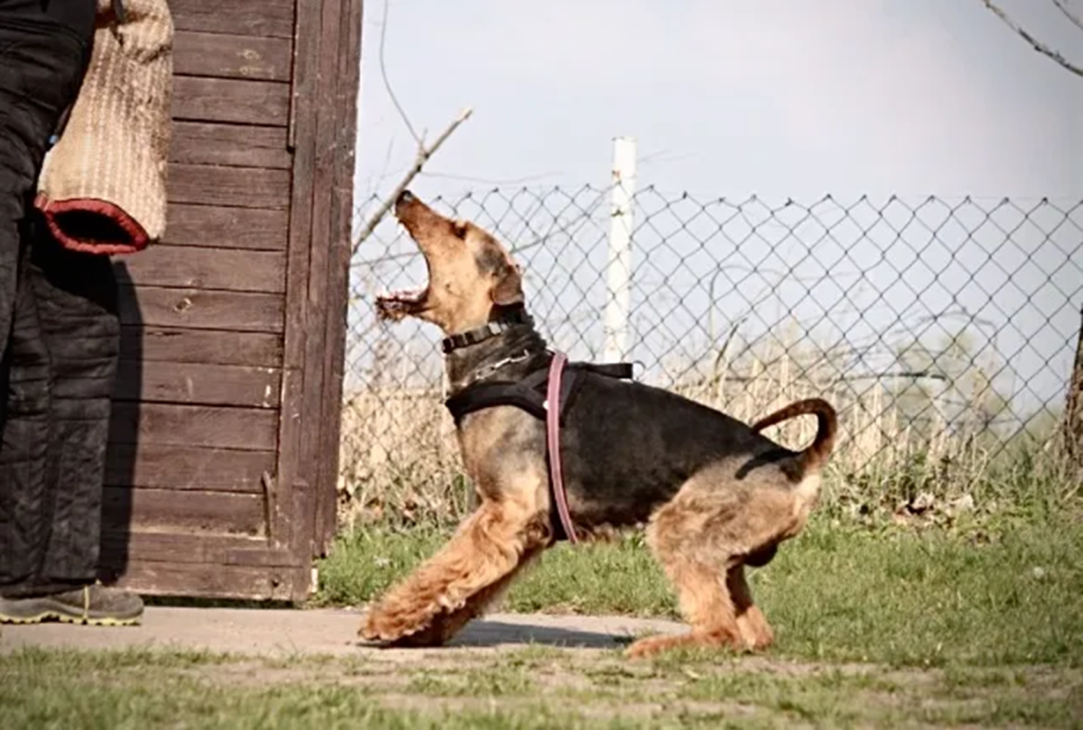 Airedale Terrier ( Military dog )