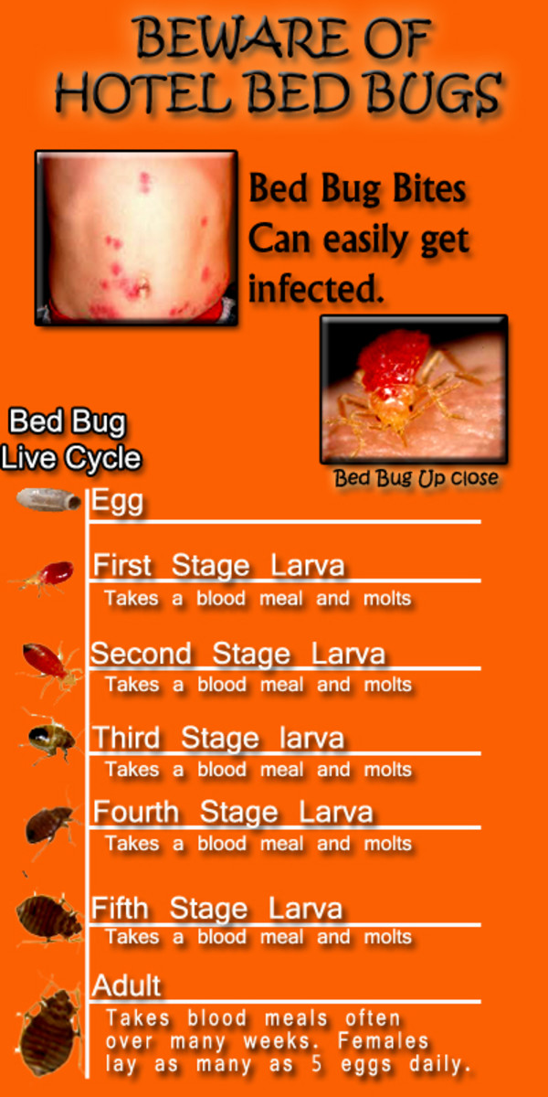 Bed Bug Life Cycle Poster