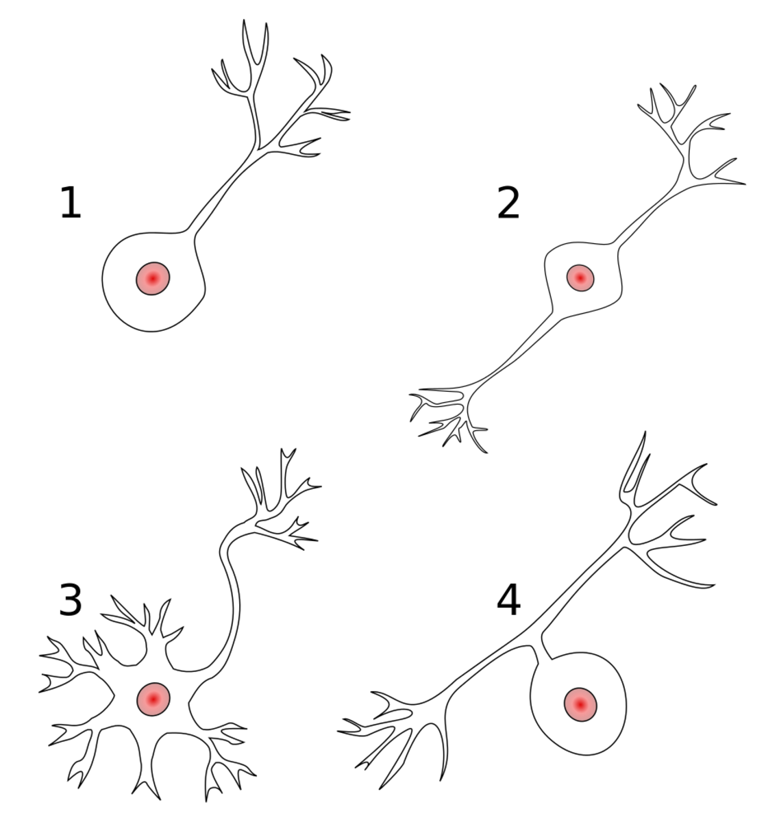 Types of neurons (1 = unipolar, 2 = bipolar. 3 = multipolar, 4 = pseudounipolar)