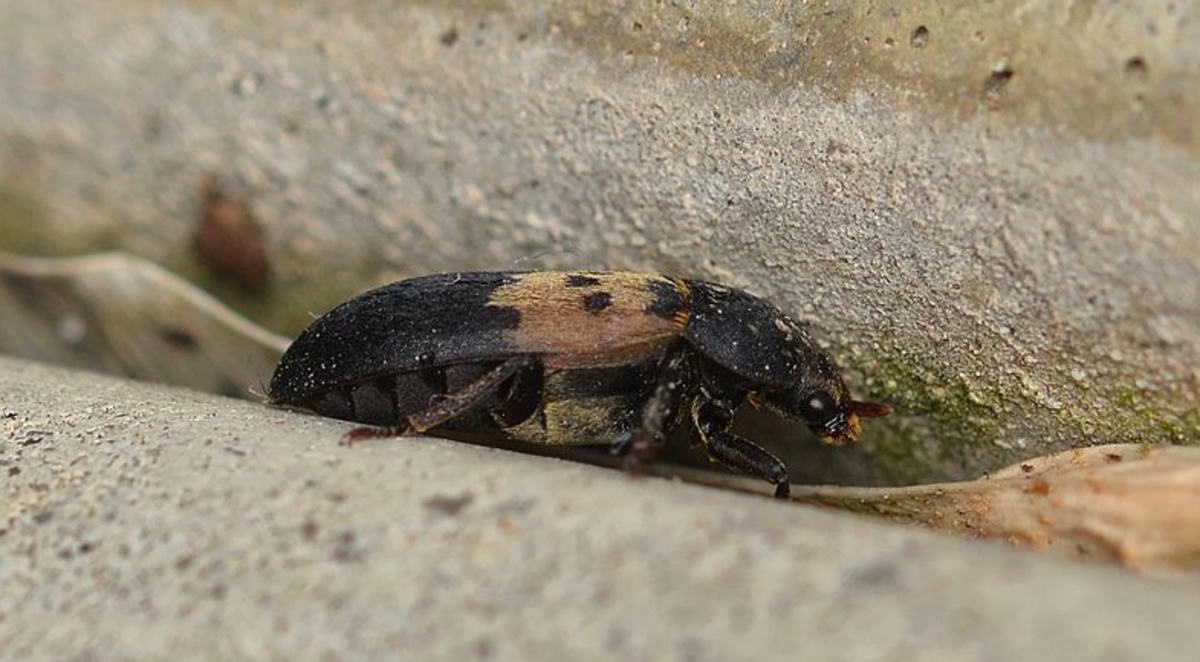Adult larder beetle