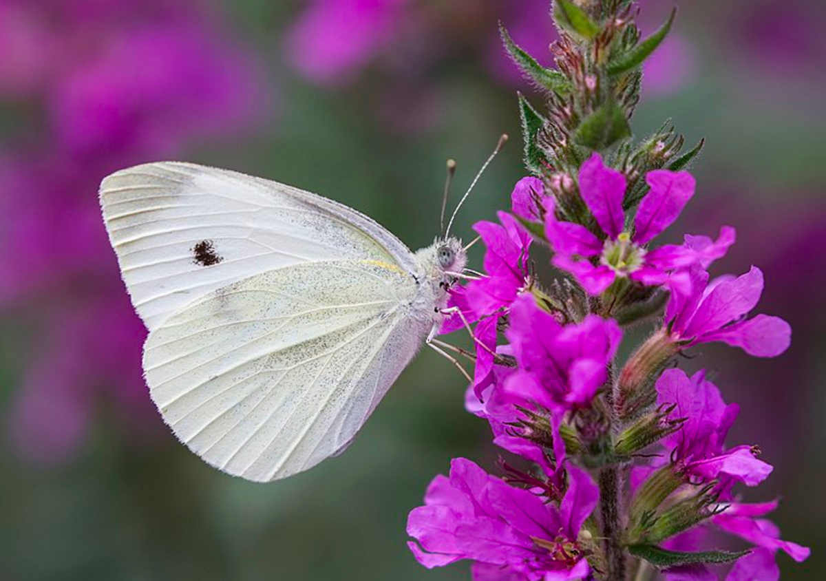 The cabbage white, one of the first insects of spring