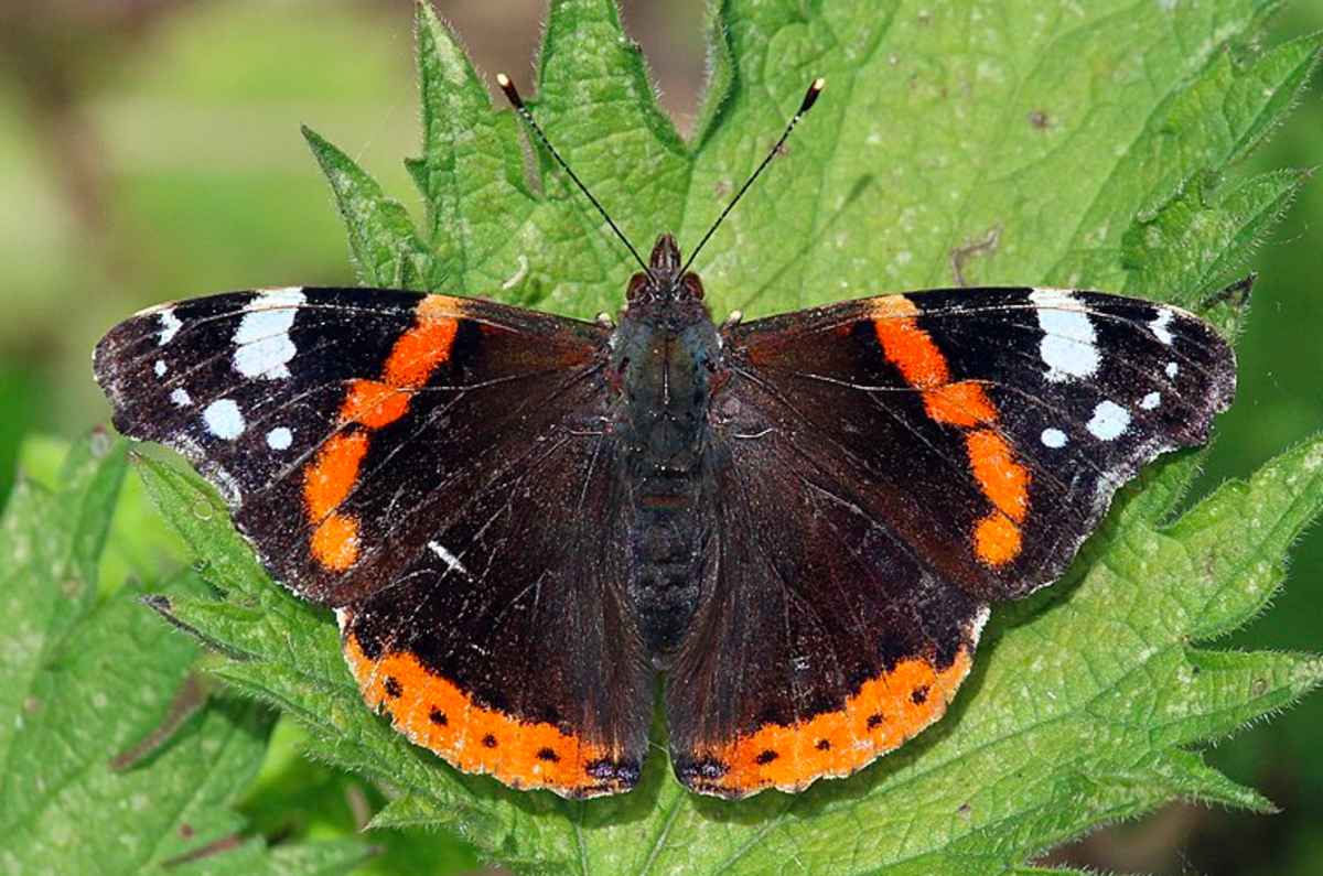Red admiral butterfly, a species that flies in spring