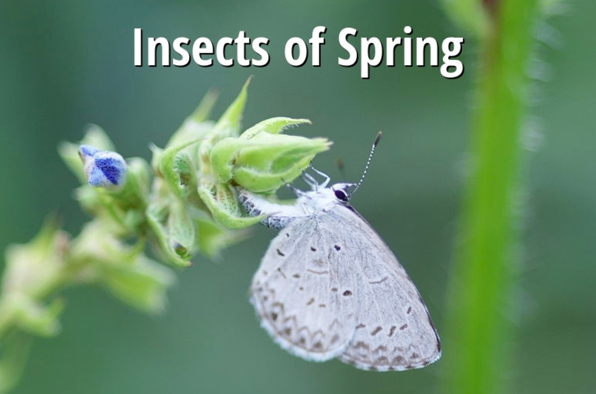 Identification Guide to Common Springtime Insects and Bugs (With Photos)