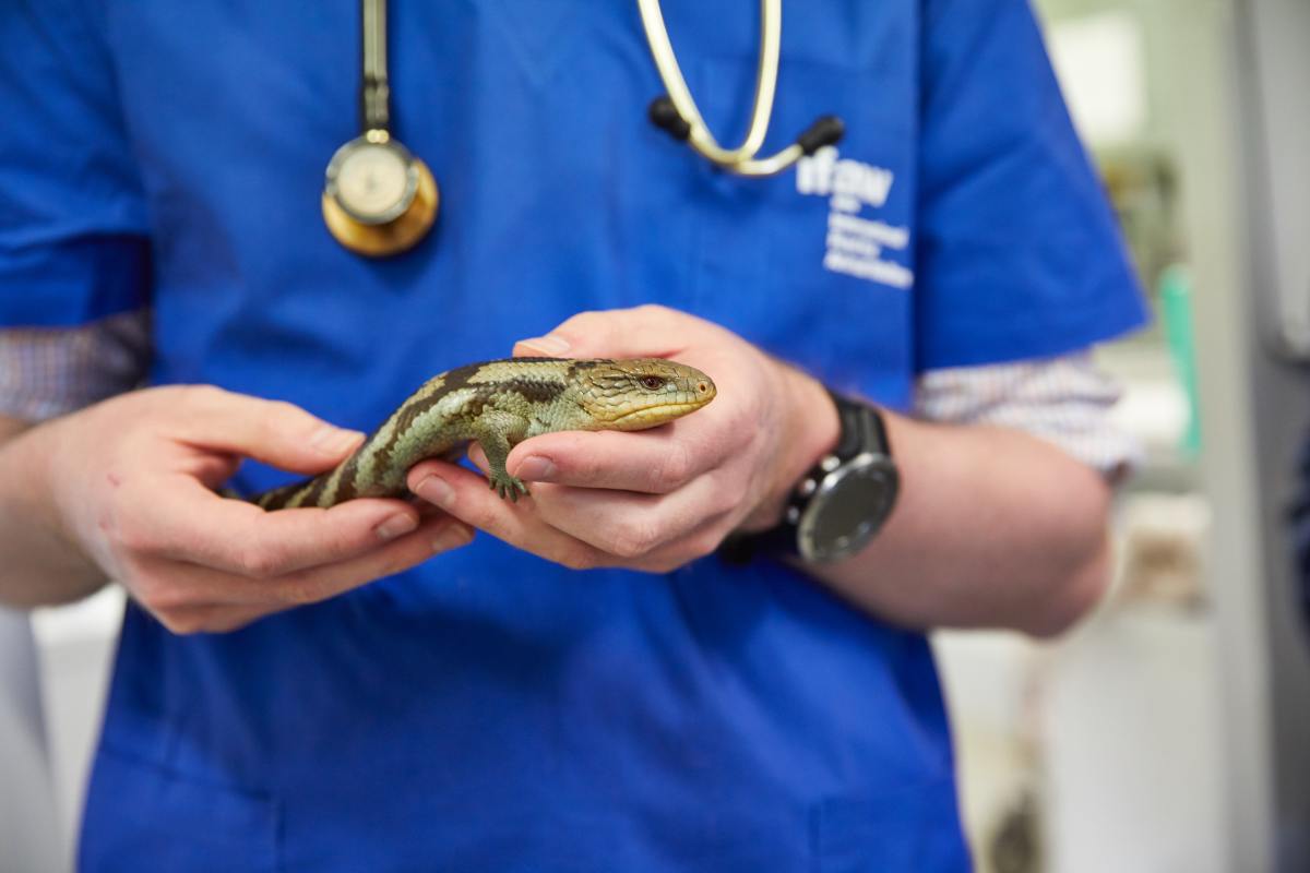 A specialist Vet for reptiles including snakes