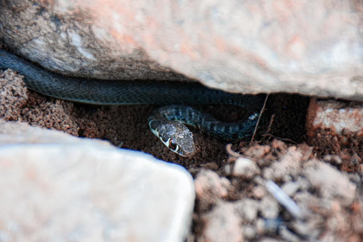 Snakes Burrow During Days to Avoid High Temperature 