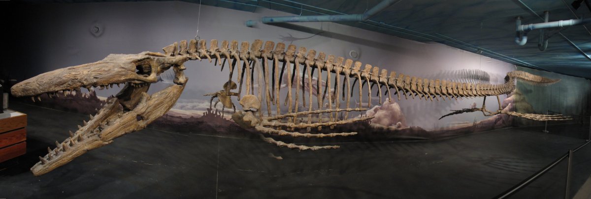 Mosasaurs were large aquatic dinosaurs that are believed to have lived during the Cretaceous period and became extinct along with the dinosaurs.