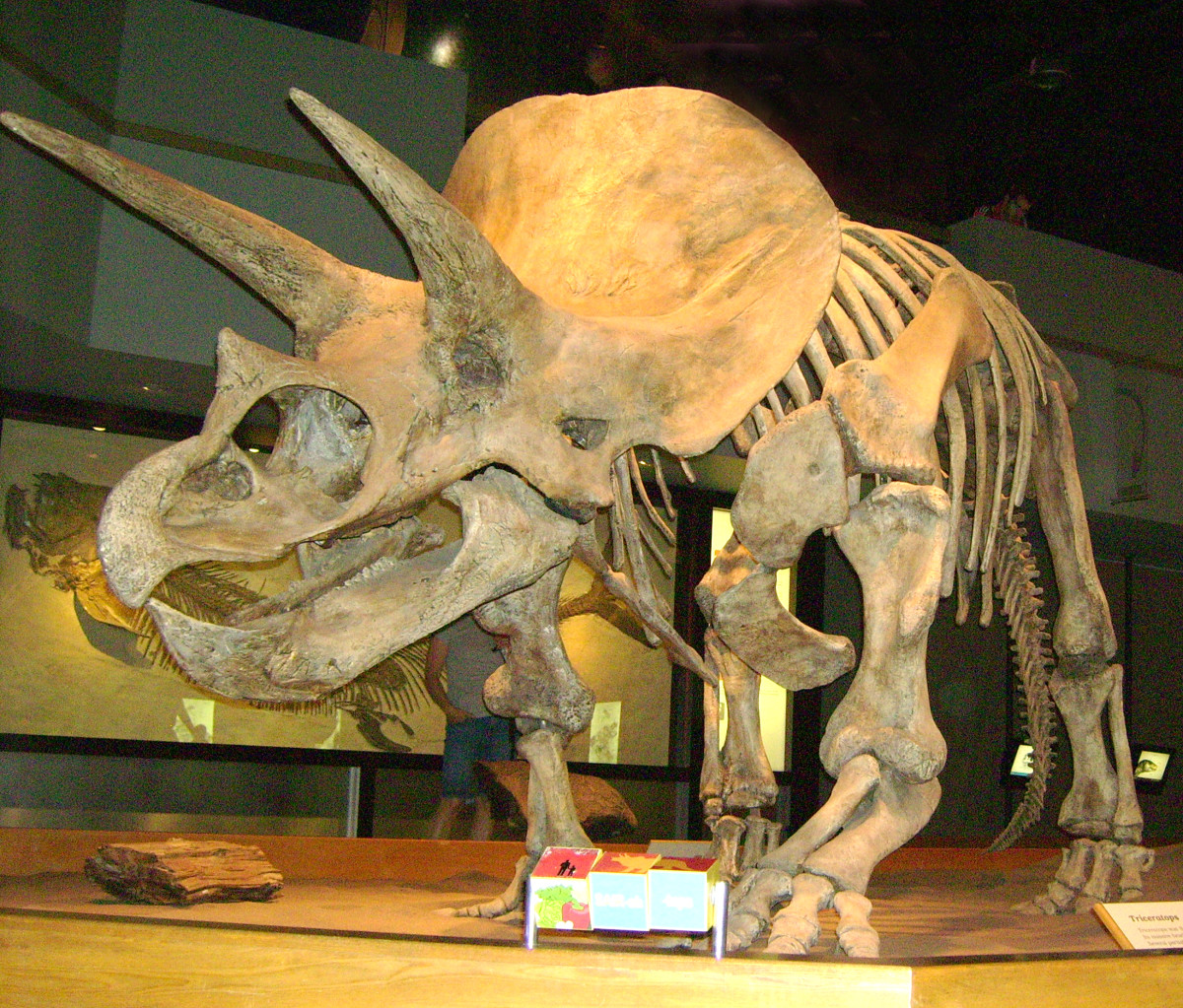 Triceratops were named because of their three horns. 