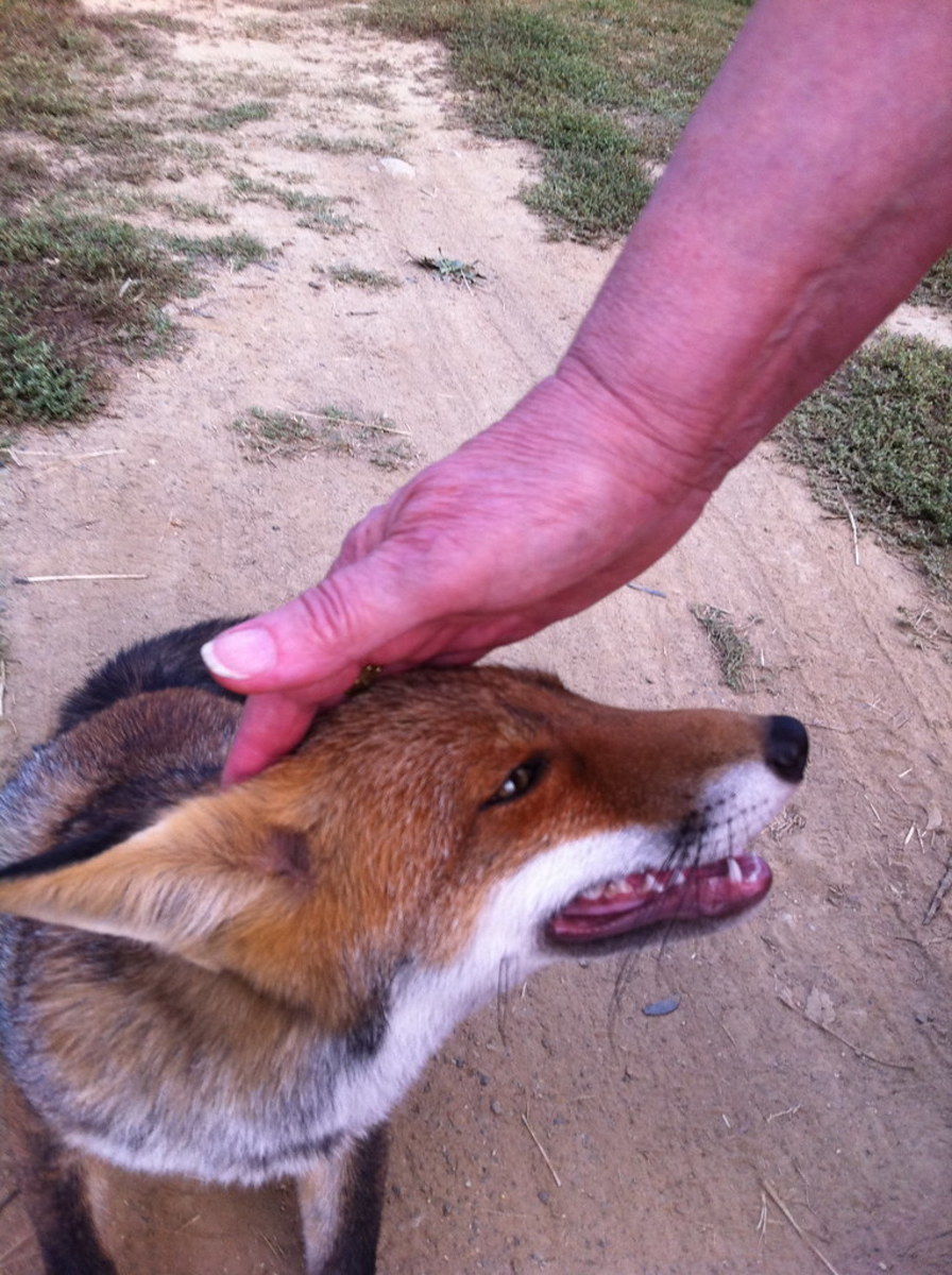 is-it-dangerous-to-own-a-pet-fox