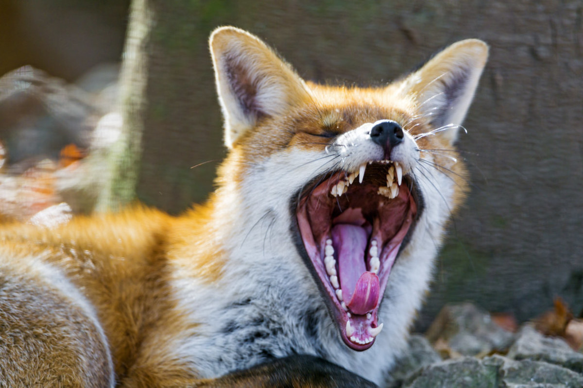 Is It Dangerous to Own a Pet Fox?