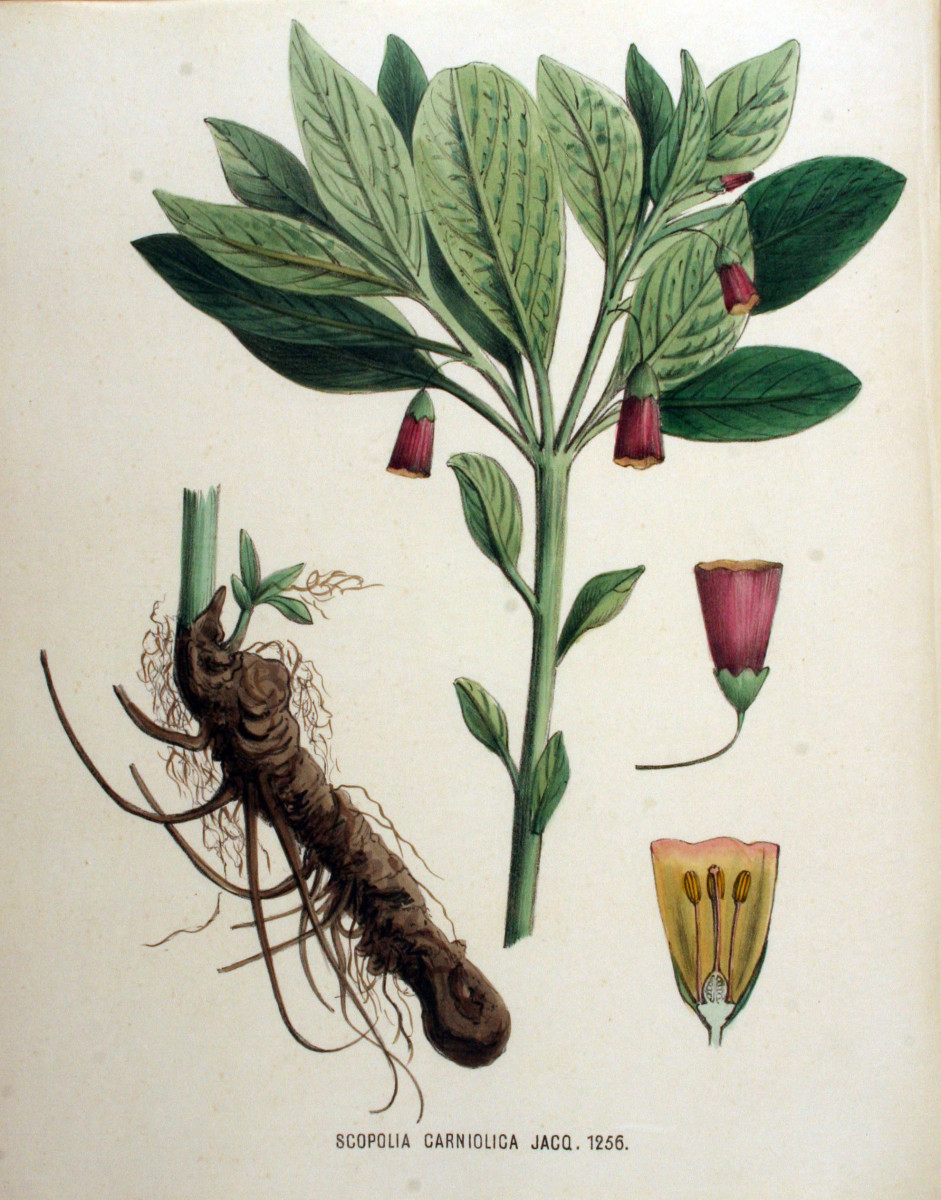 Kops, Jan. (1881). Public Domain. Flora Batava of Afbeelding en Beschrijving van Nederlandsche Gevassen, XVI. Deel. (1881) [Online photograph]. 