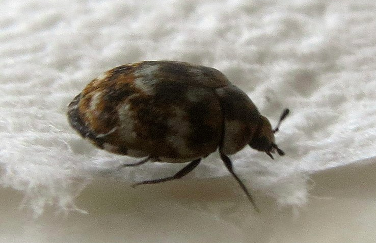 A carpet beetle