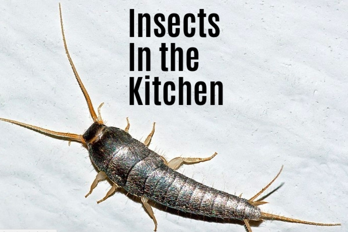 This guide will help you identify common bugs and insects that you may find in your kitchen.