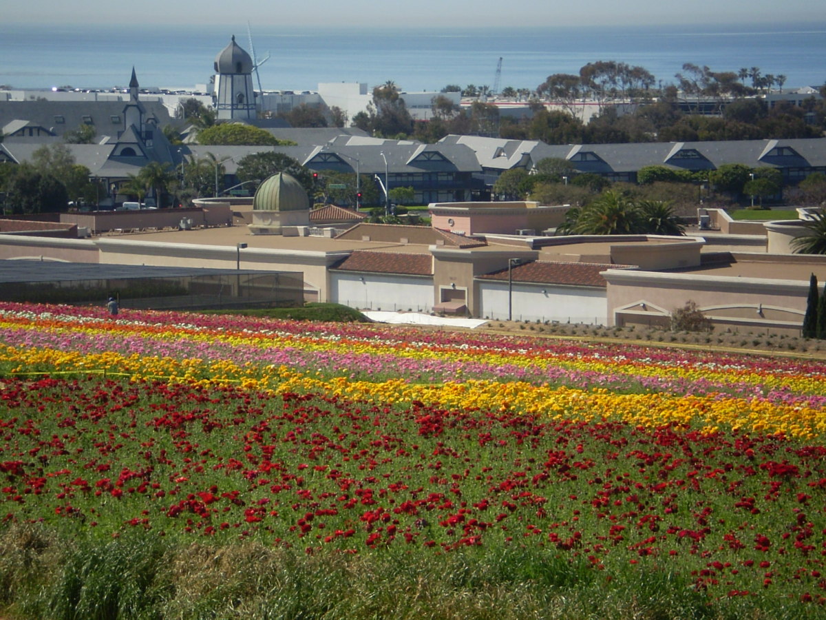 The Flower Fields in Carlsbad just below Aramada Drive. Best viewing times are in late March/early April.