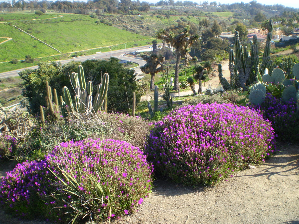 Cactus Gardens, Balboa Park, San Diego. 