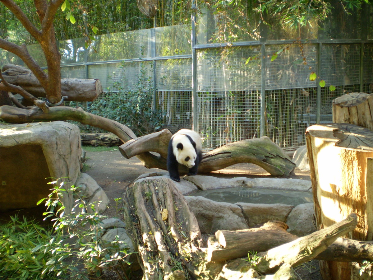 The ever-popular Panda Bears at the San Diego Zoo. 