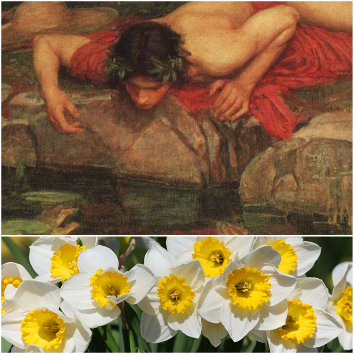 Nacissus and Narcissus flower