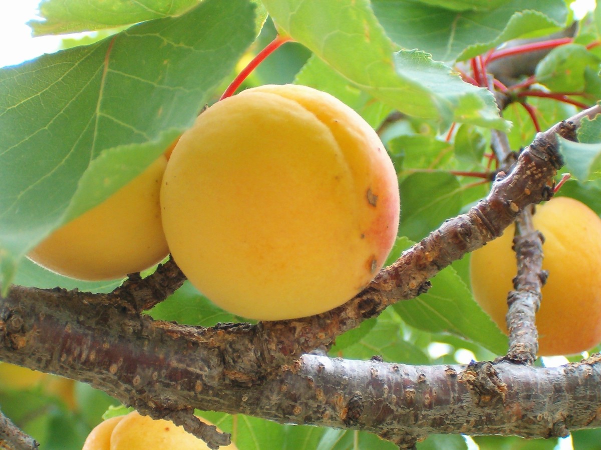 Earwigs like apricot fruits and may seriously damage them.
