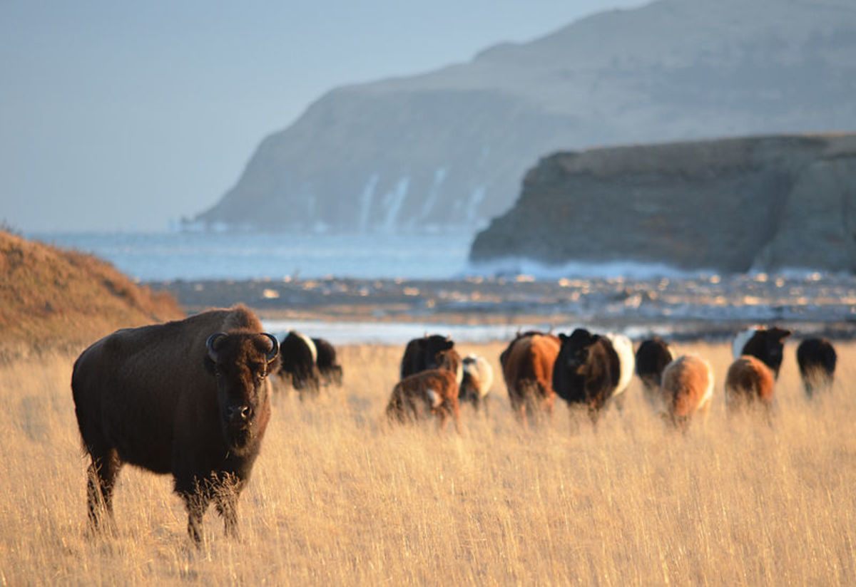 The wilds of Kodiak Island.