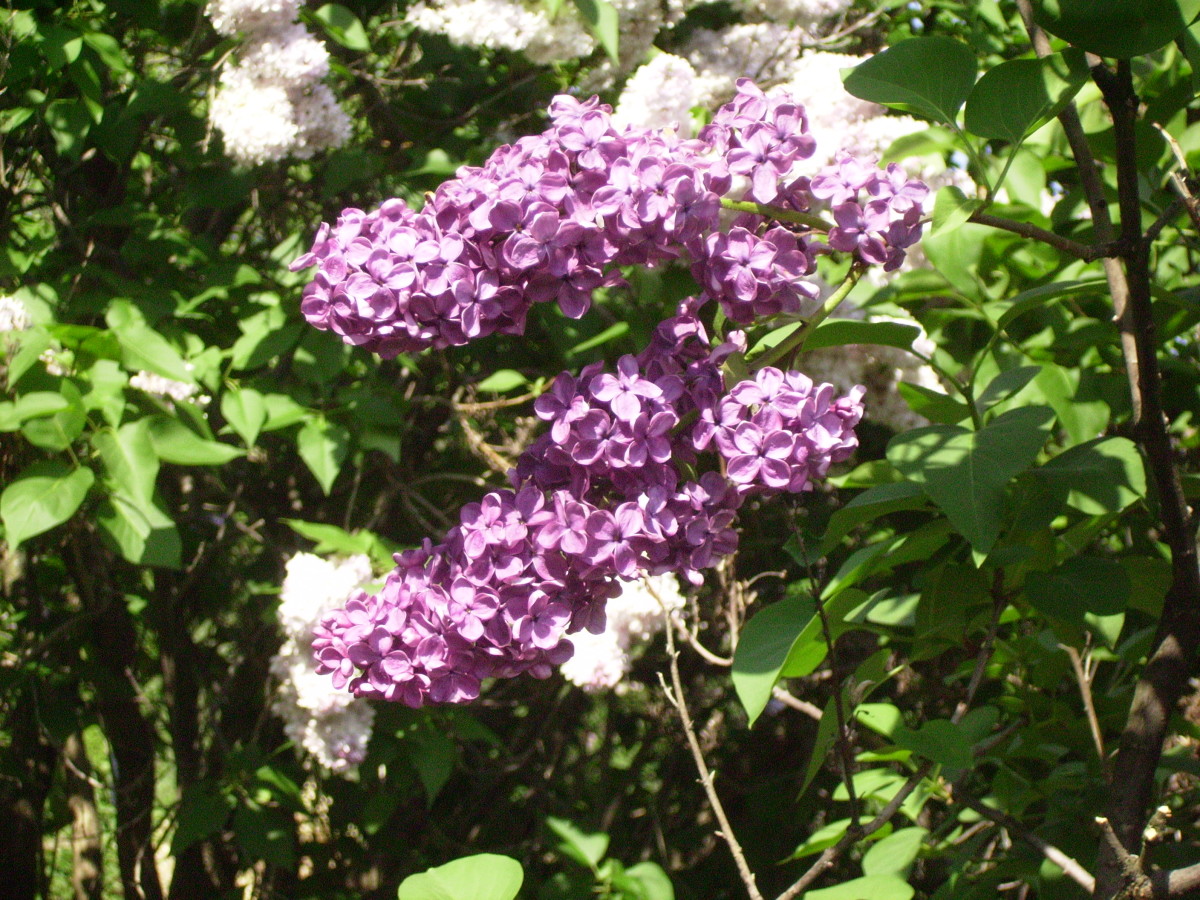Purple and white bushes together.