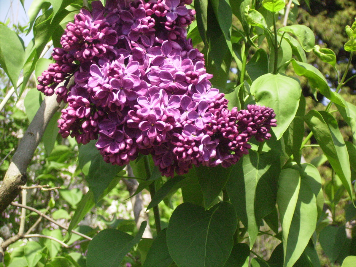 Deep Purple Lilacs are always popular.
