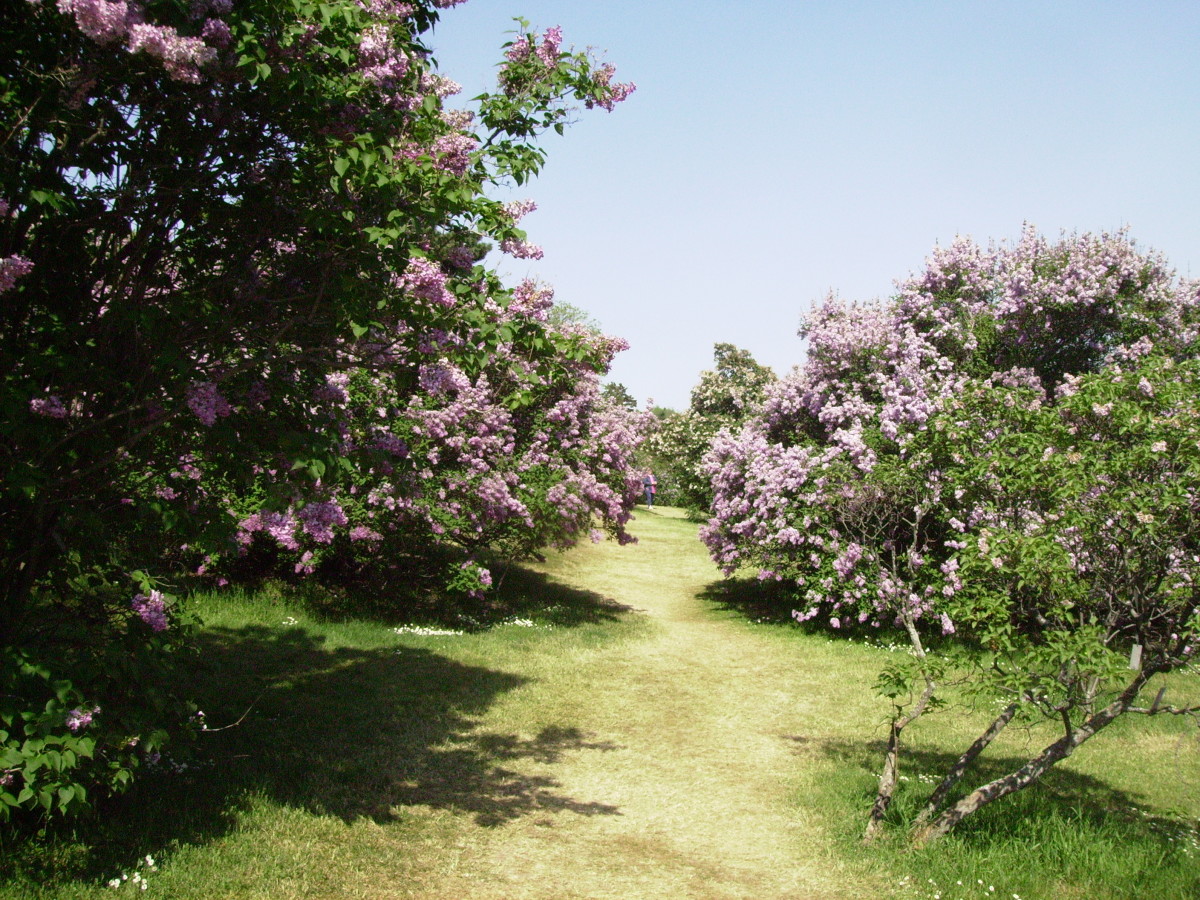 A Forest of Lilacs