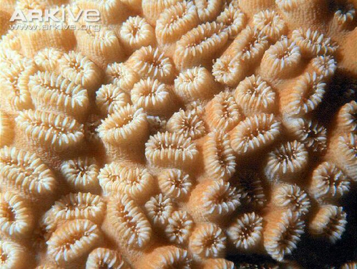 Elliptical Star Coral (Dichocoenia, stokesi)  Living Sample