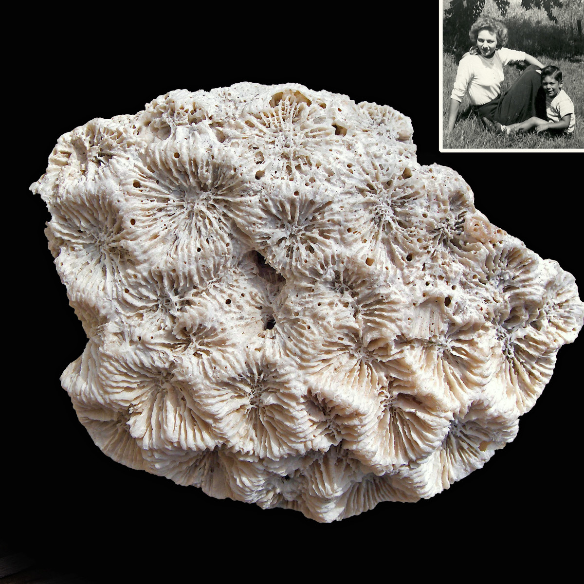 coral fossils identification, gorąca wyprzedaż Hit 86%er rabatu -  