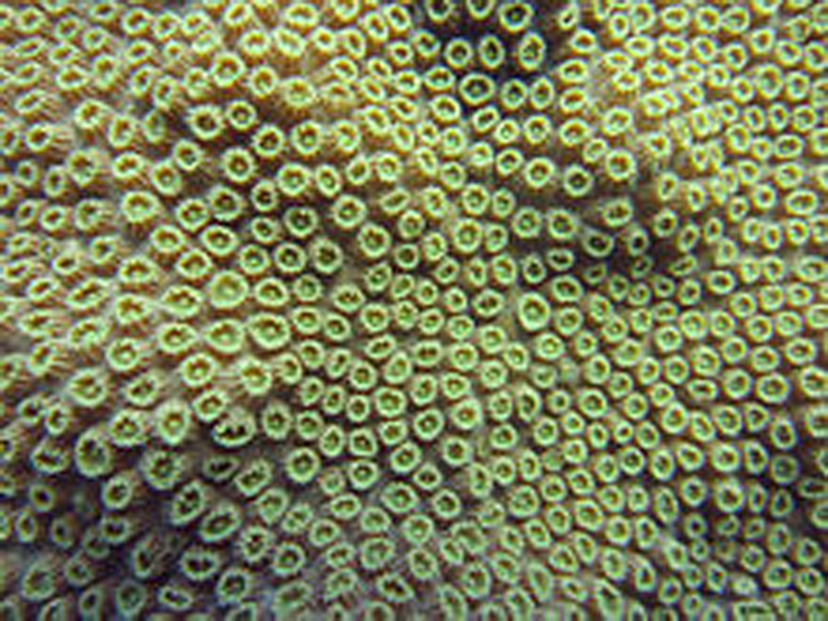 Boulder Star Coral (Orbicella, annularis) Living Sample