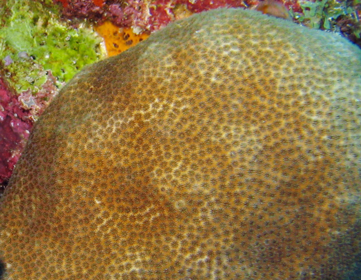 Blushing Star Coral (Stephanocoenia,  michelinii) Living Sample