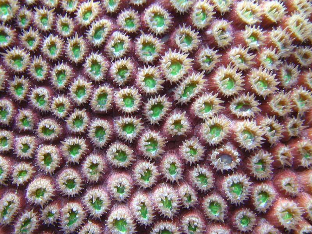 Great Star Coral (Montastrea, cavernosa)  Living Sample-Polyps Out