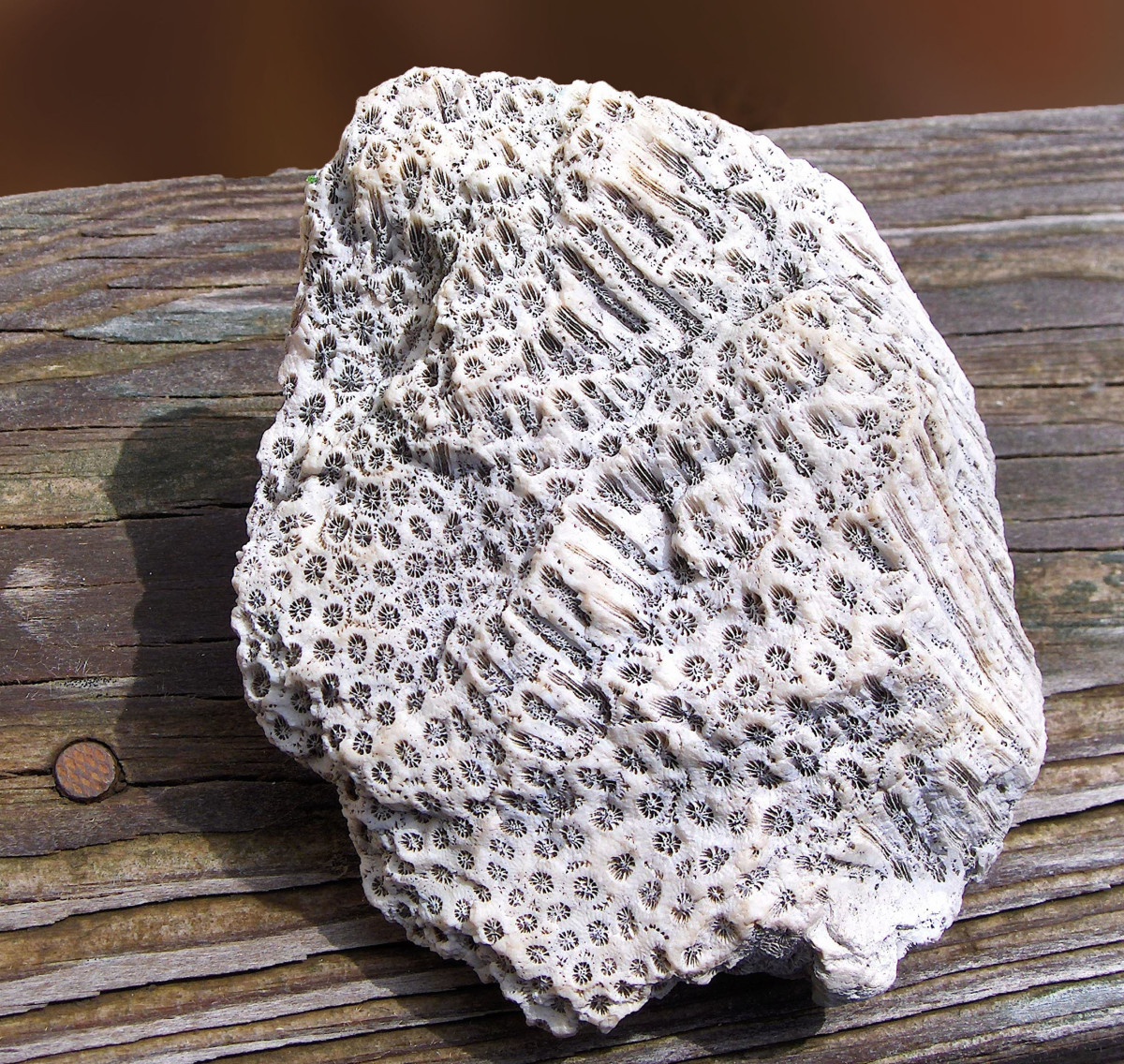Blushing Star Coral (Stephanocoenia, michelinii) Fossil Skeleton
