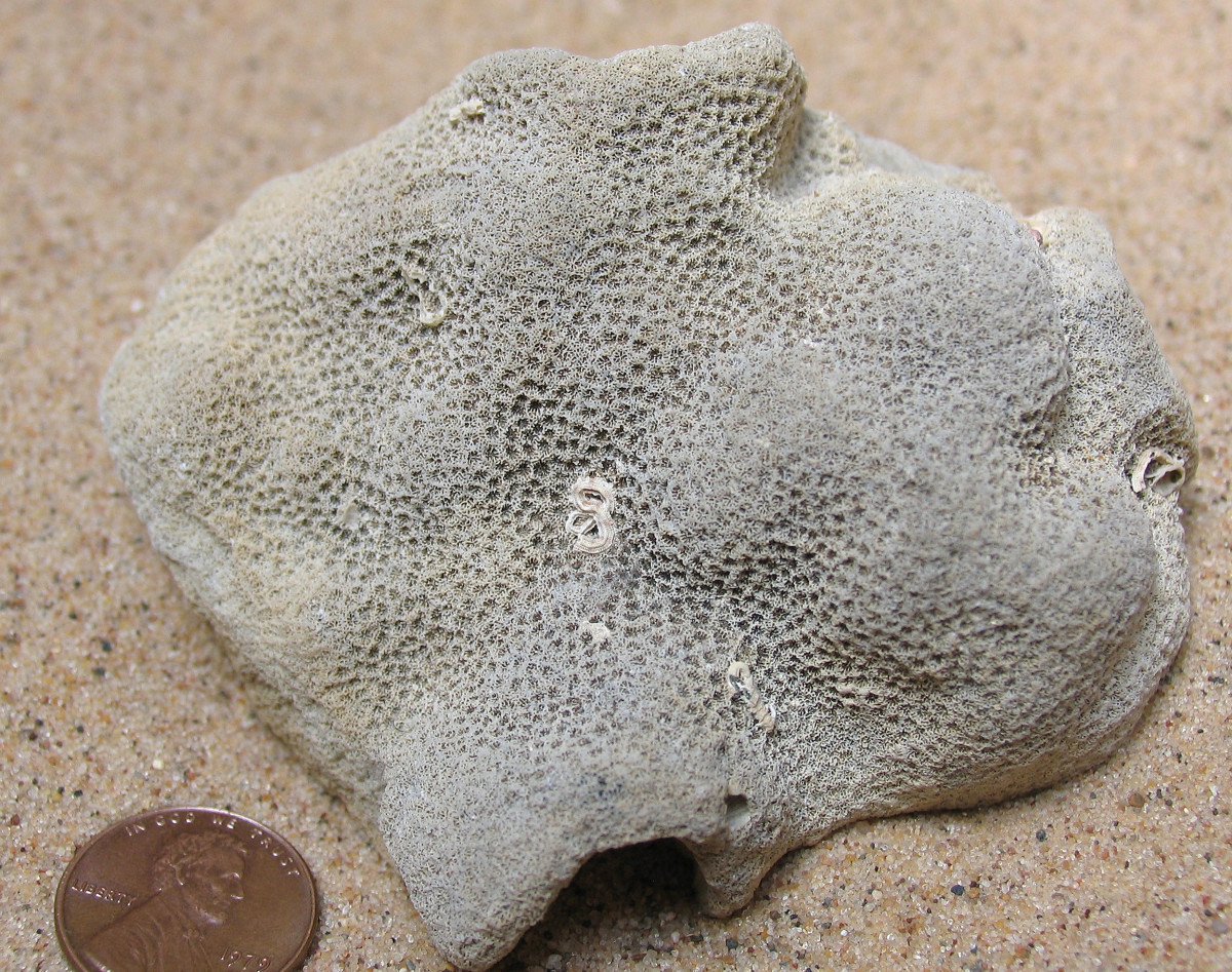 Lesser Starlet Coral (Siderastrea, radians) Fossil Skeleton