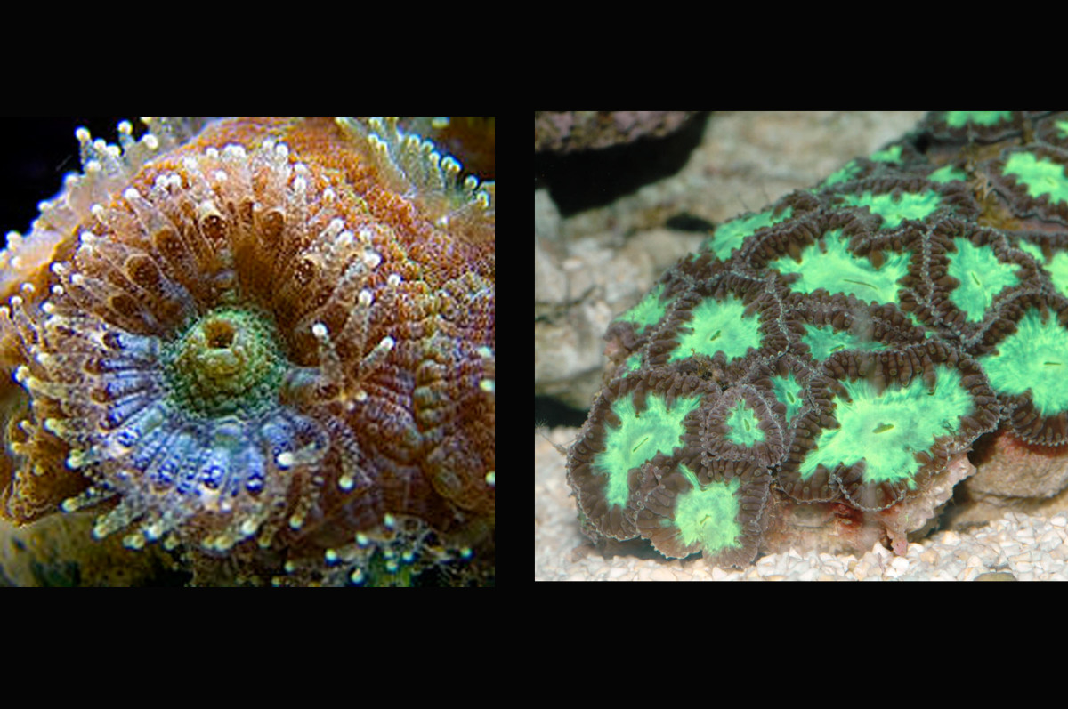 Star Cup Coral (Mussidae, anthastrea)