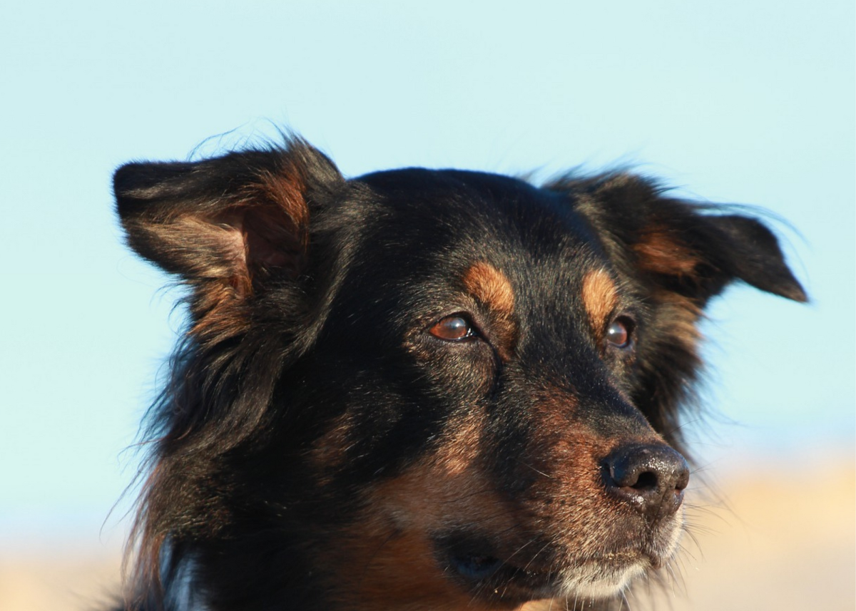 Here is a black and tan Aussie with tan points above their eyes, on the sides of their muzzle, and on the front of their neck.