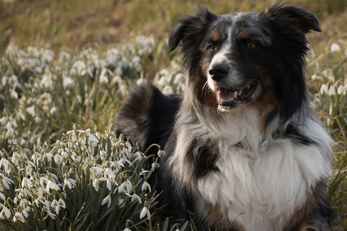 This dog may look like a black Aussie at first glance, but do you see that grey coloring on their head? True black Aussies will not have any grey in their coat.