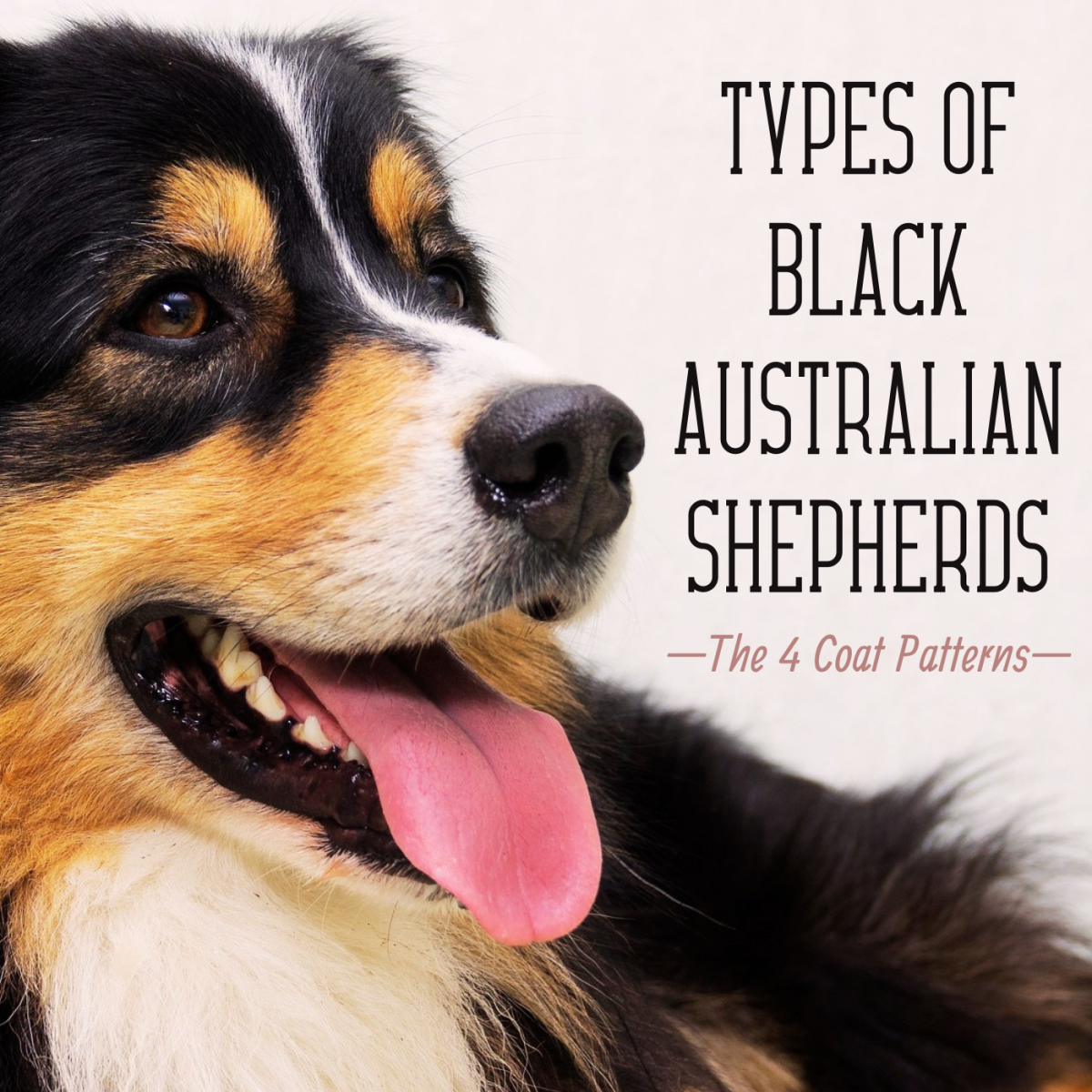 Learn about the four coat patterns for black Australian Shepherd dogs and how to identify them, like this gorgeous black tricolor Aussie!