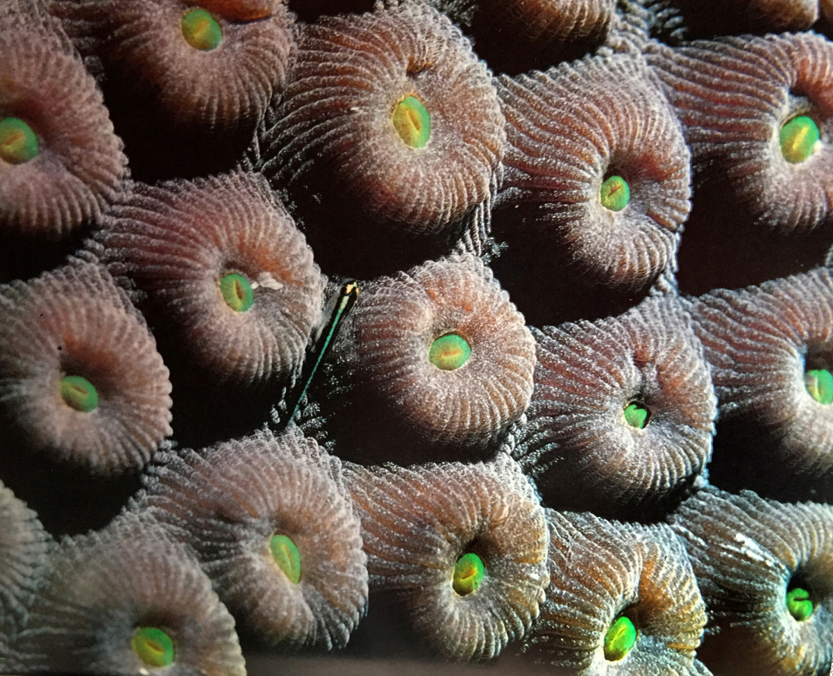 Great Star Coral (Montastrea, cavernosa) Living Sample