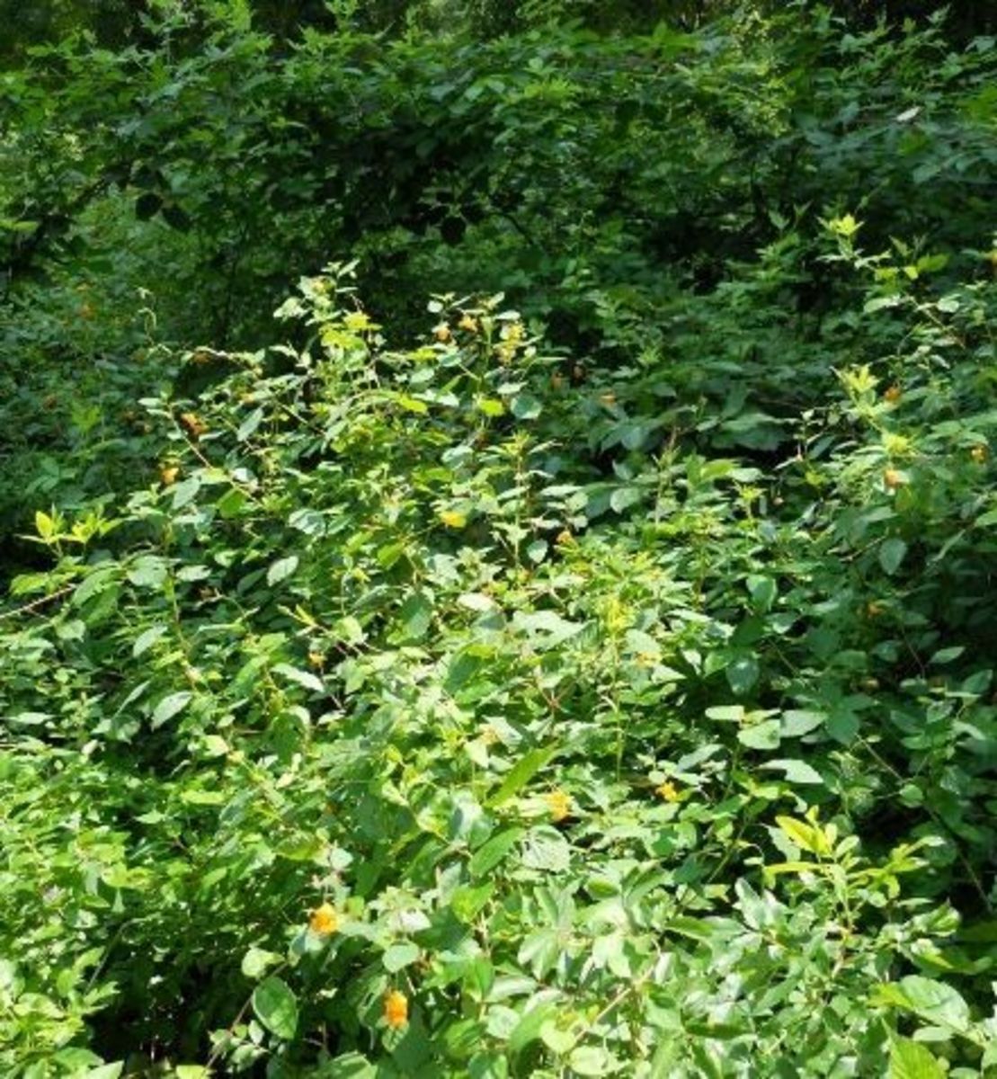 Jewel Weed—a Native American Cure for Poison Ivy