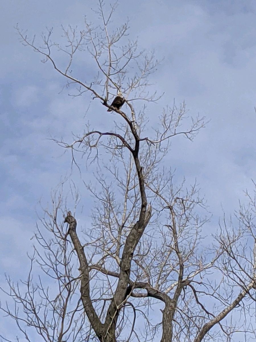 eagle-watching-an-exciting-pastime-in-southern-minnesota
