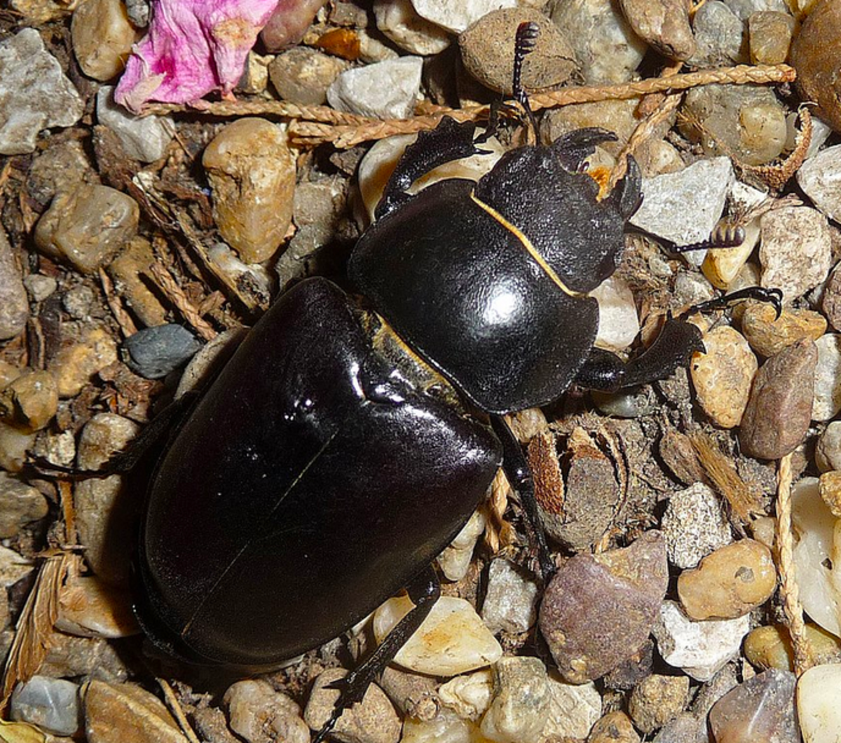 Female stage beetle, showing short, strong mandibles