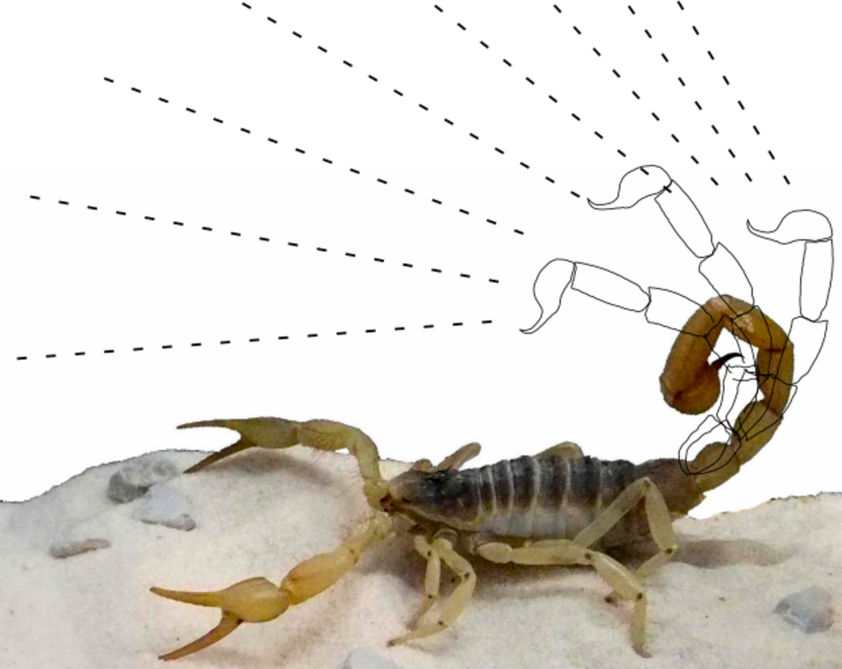 Scorpion showing range and movement of stinger
