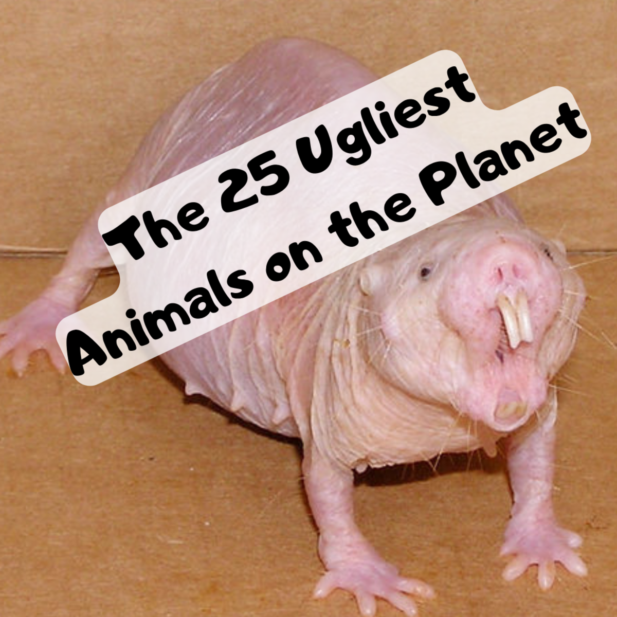 Read on to find a list of the 25 ugliest creatures in existence. You'll also learn a few things about each bizarre animal along the way!