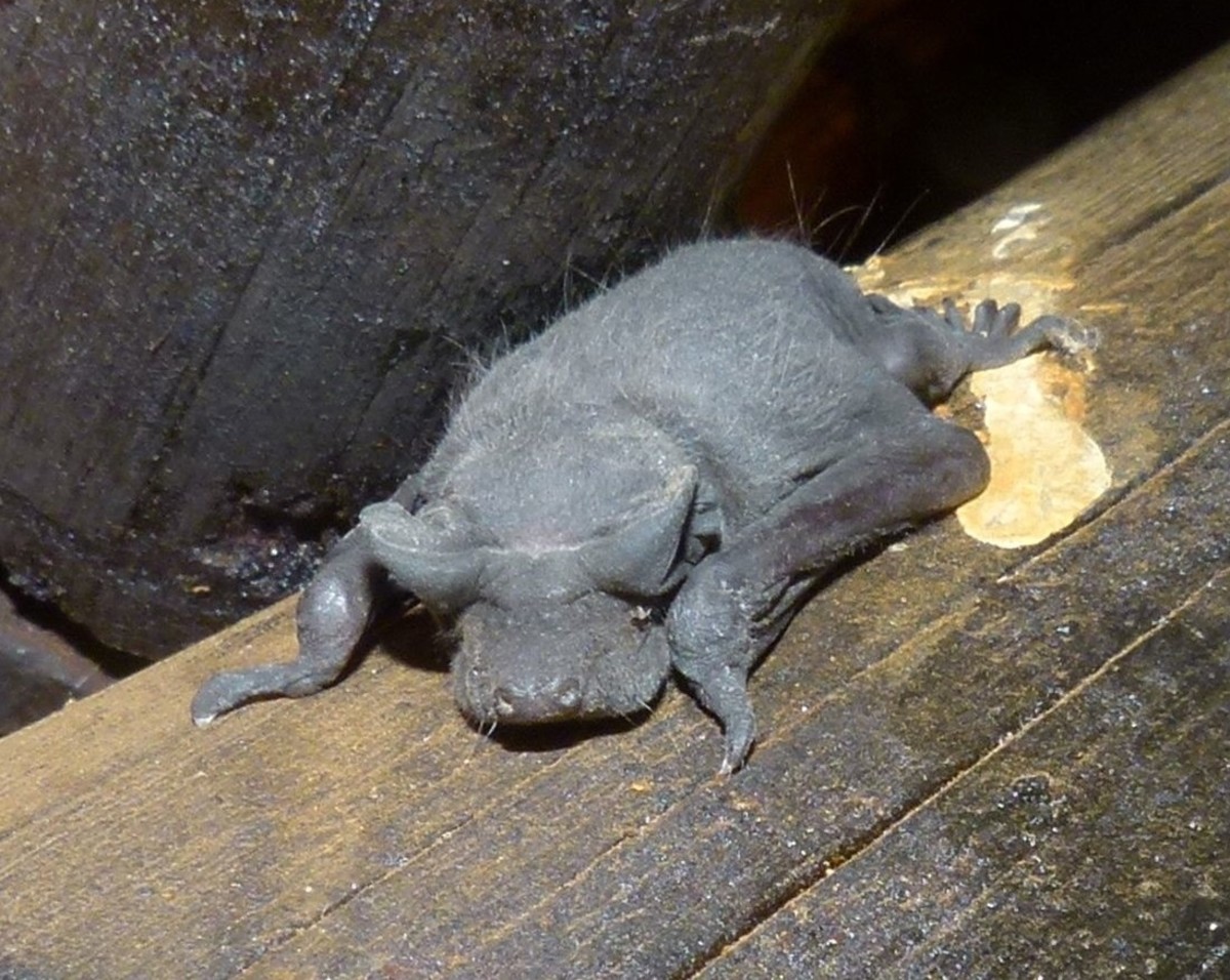 A young Angolan free-tailed bat (Mops condylura) lying down