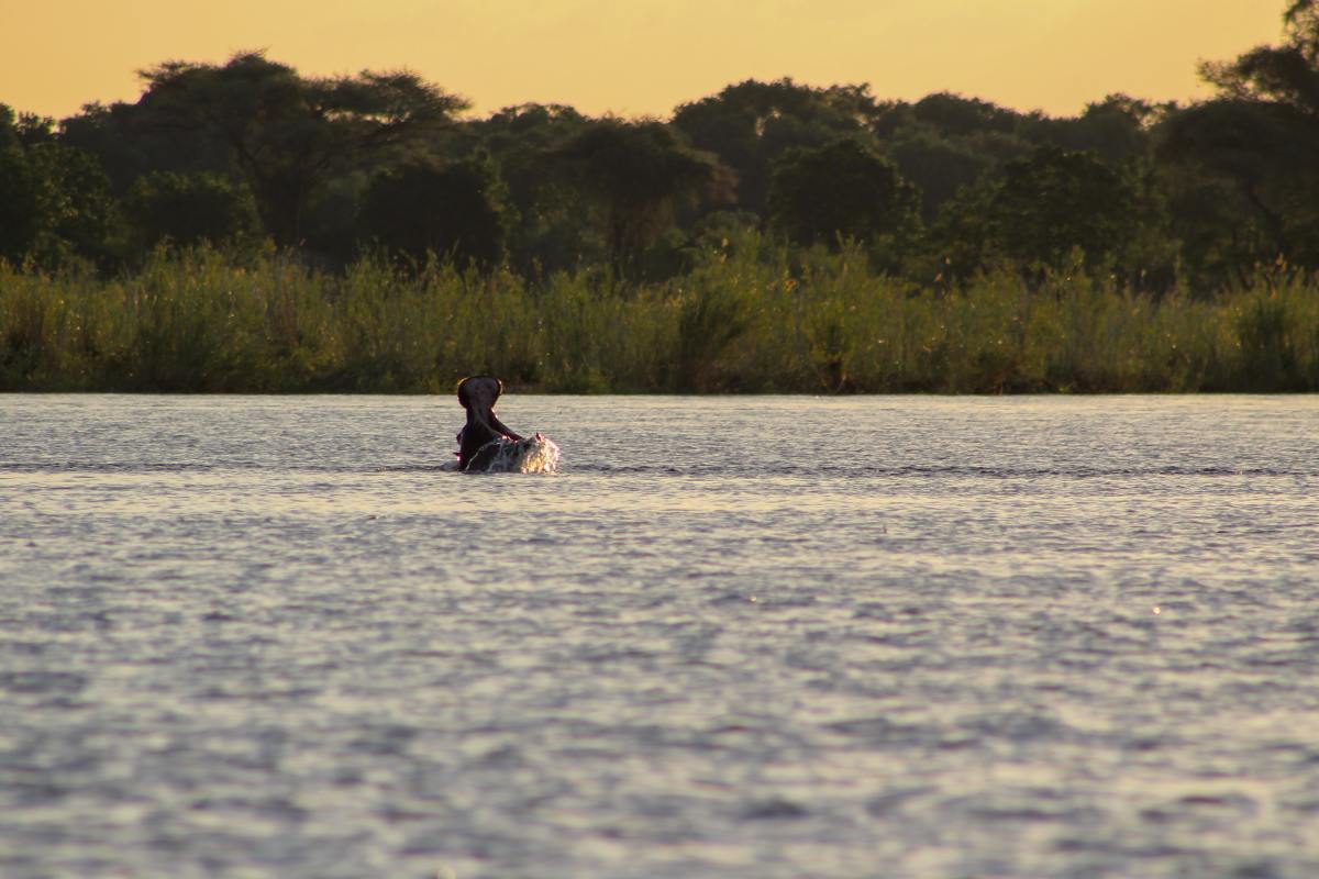 The Zambezi River in Zambia.