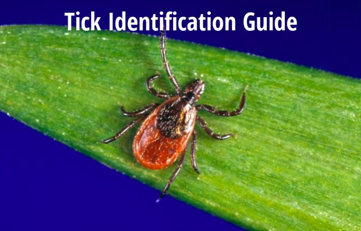 This guide will help you identify different kinds of ticks.