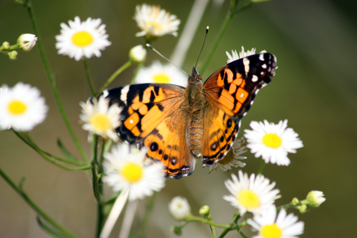 Butterfly and wildflower