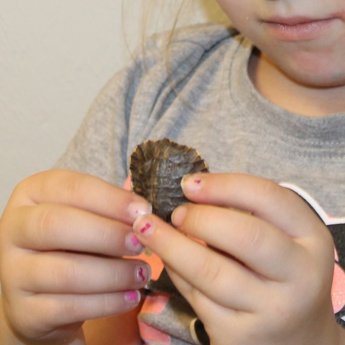 Examining a turtle shell
