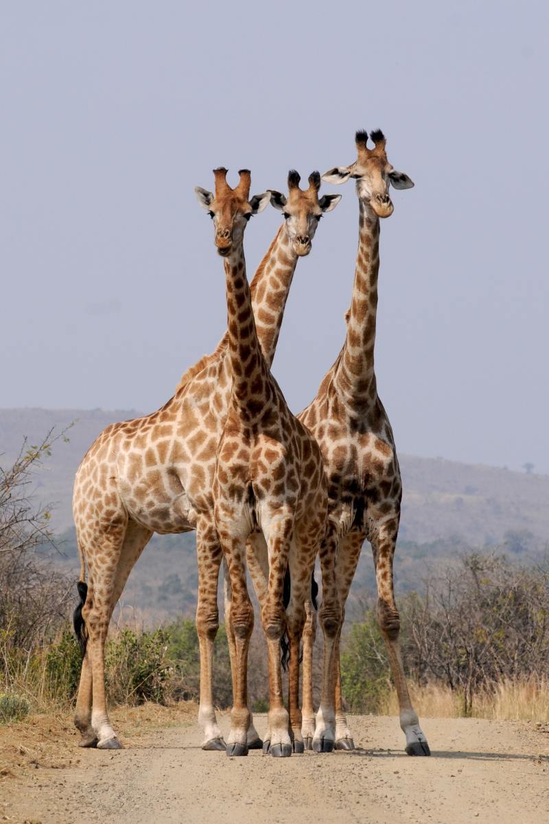 Nairobi National Park, Trademark Safari Destination