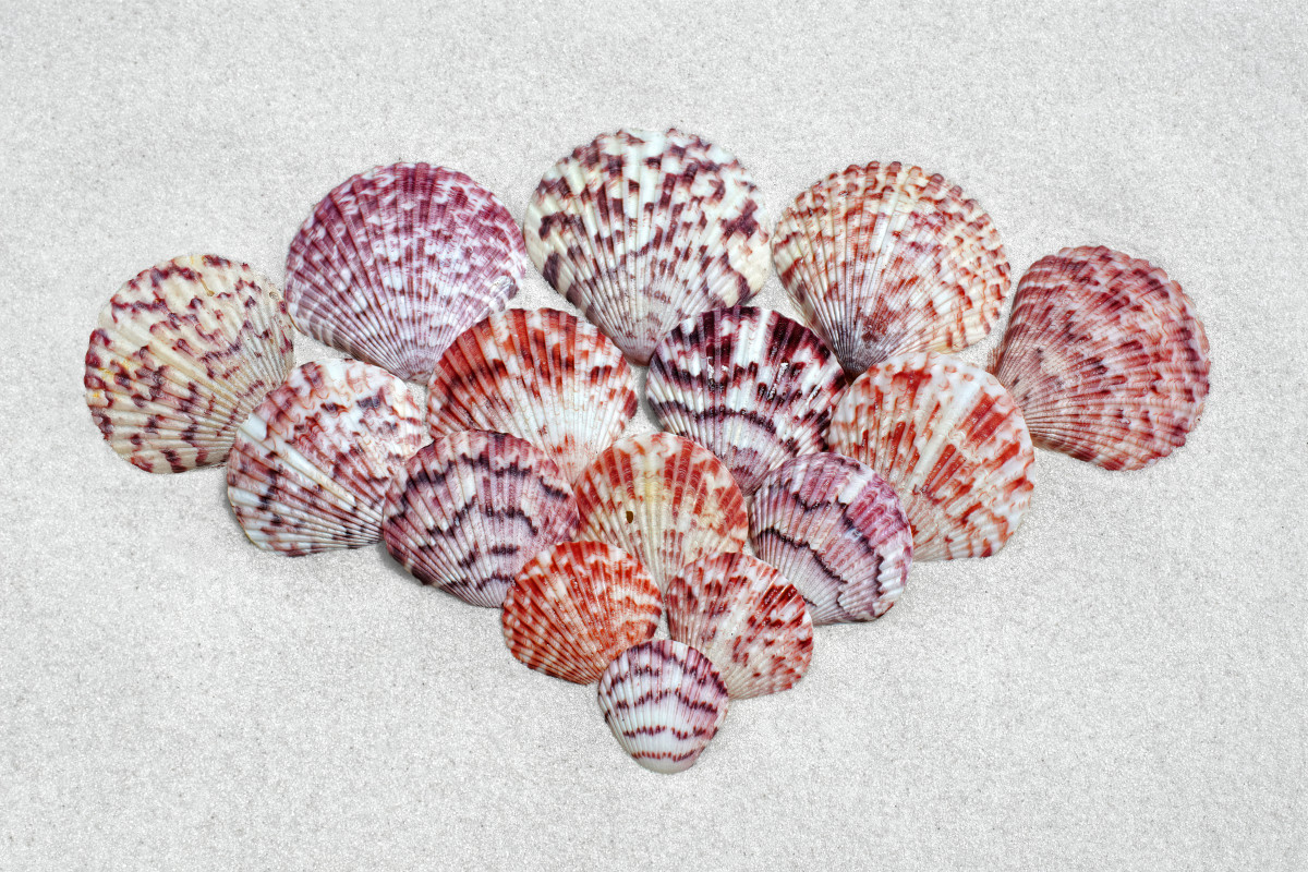 Calico Scallop Seashells  (Argopecten, gibbus)
